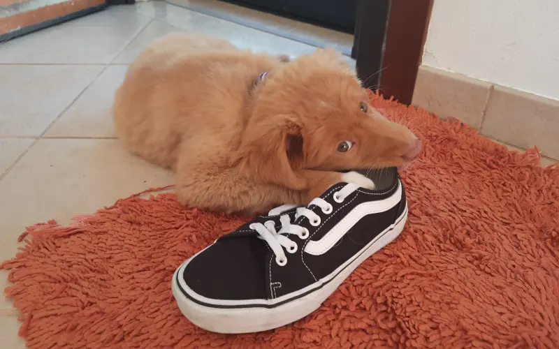 Toller puppy mouthing a shoe on the doormat, illustrating the destruction zone