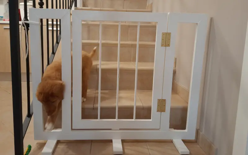Toller puppy slipping through a homemade stair gate — a good reminder that attention and calm matter more than a perfect setup