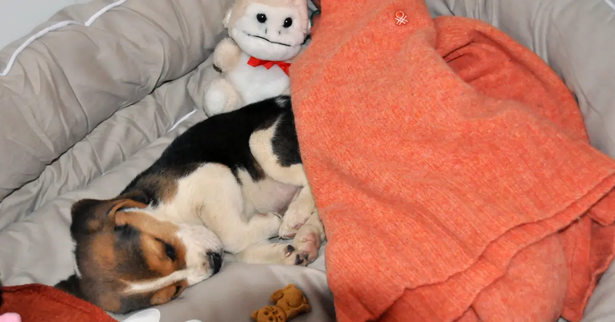 Beagle puppy asleep in her bed at home after a well-prepared space helped her feel safe right away — exactly what puppy proofing your home is for