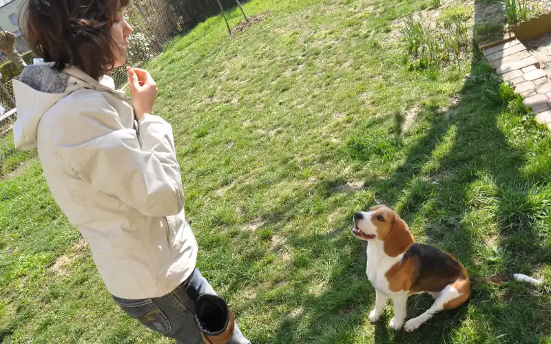 Trainer practicing the stationary watch exercise with a Beagle sitting attentively in front of her
