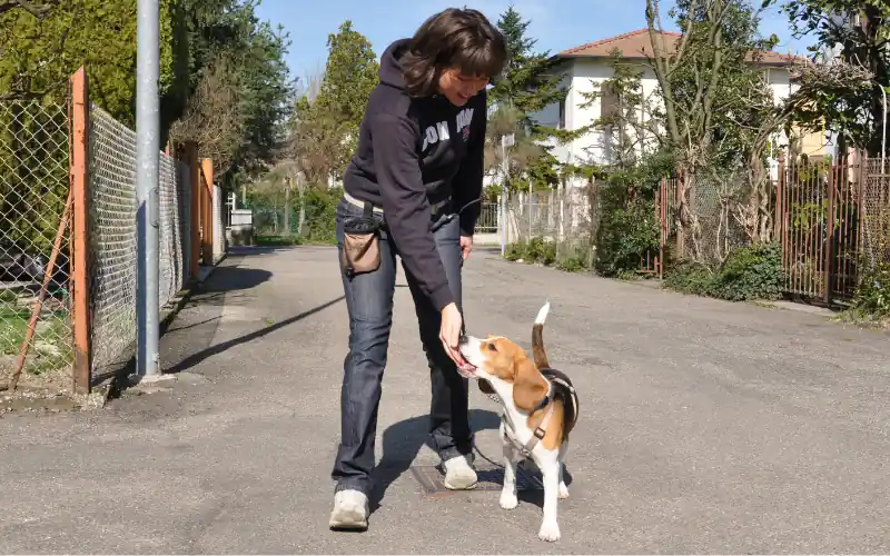 Trainer rewarding a Beagle with a high-value treat during an attention-while-moving exercise on a paved road
