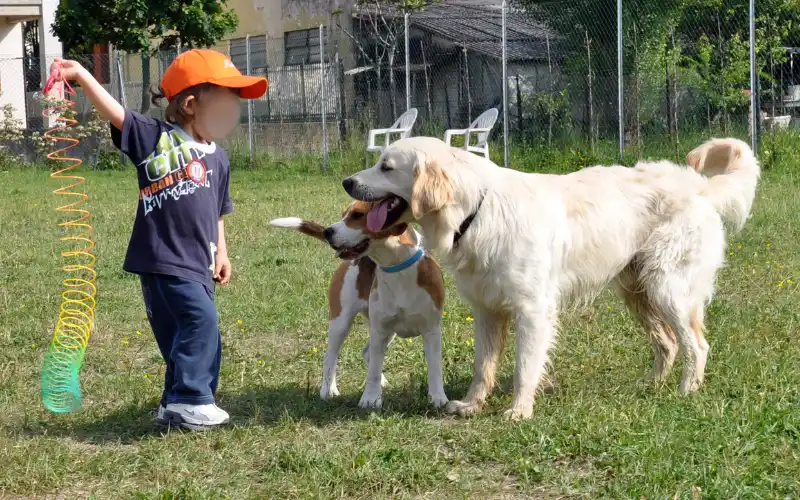 Beagle and Golden Retriever calmly curious about a child holding a toy, a relaxed moment between kids and dogs
