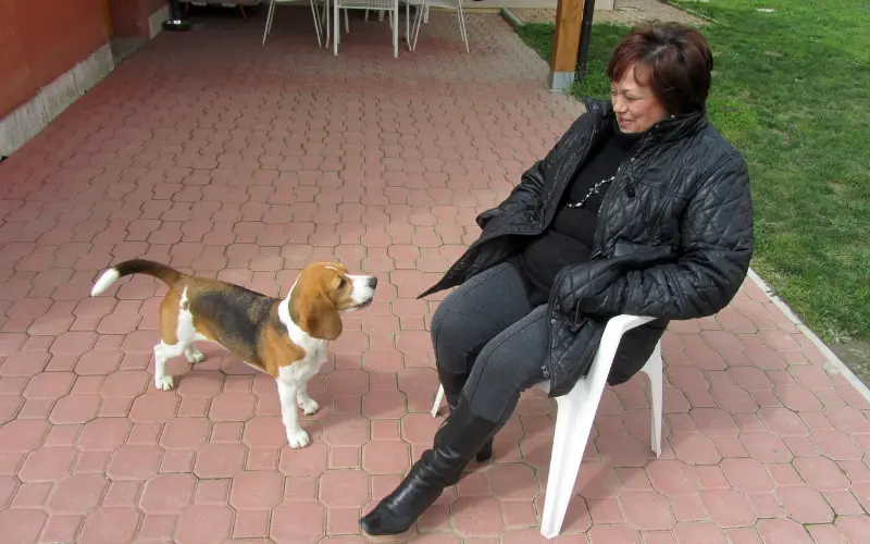 Person dressed in a jacket and shoes sitting calmly in the garden beside a Beagle puppy, practicing neutral departure cues