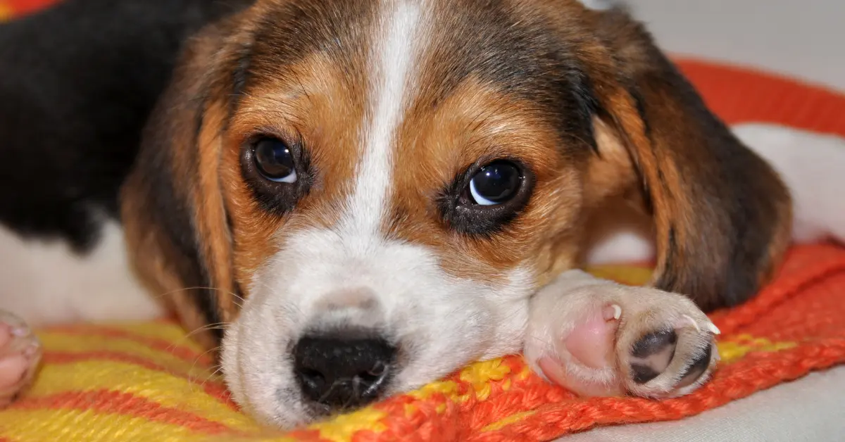 Young Beagle puppy resting peacefully on her blanket, a calm sign that puppy independence training is working
