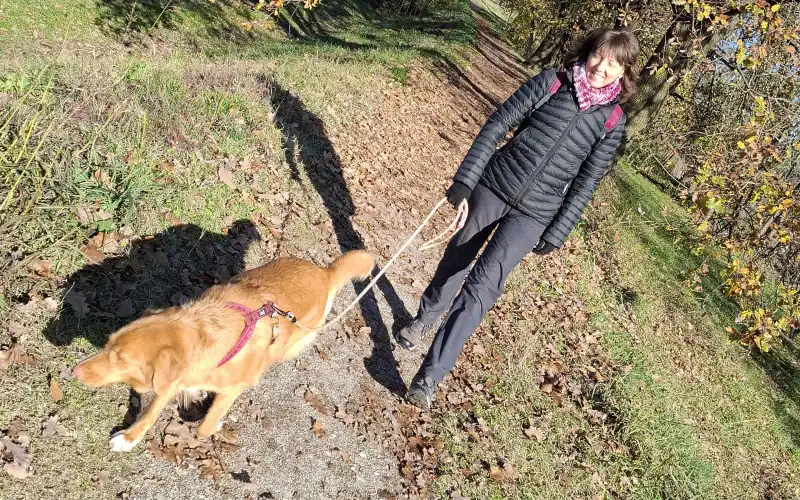 Trainer and Toller walking calmly on a leash on an autumn country path during a sniffari