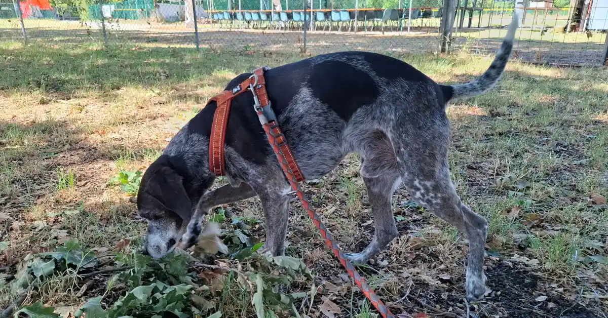 Small hound mix nose-to-the-ground during a scent work walk in a city park