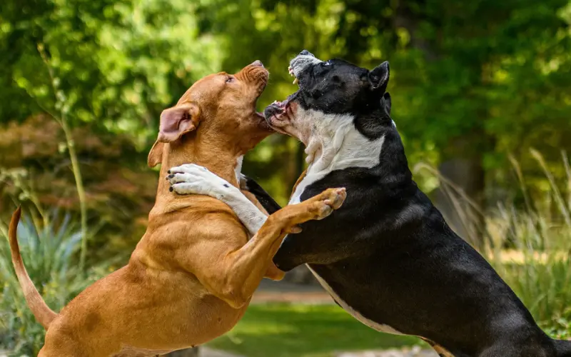 Two male dogs rearing up and gripping each other — the type of intact-male conflict that neutering may reduce