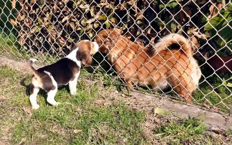 Very young Beagle puppy approaching a garden fence to greet a small mixed-breed dog next door