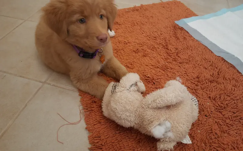 Puppy lying on a mat next to a worn stuffed rabbit used as a scent-comfort item