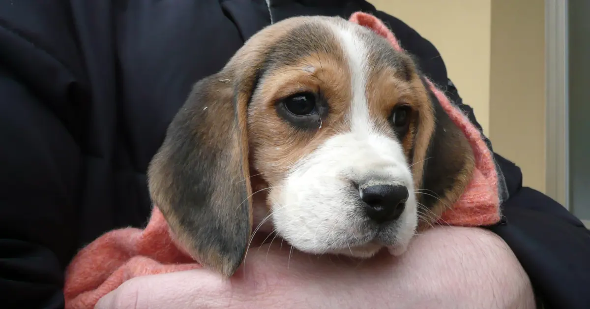 Close-up of a puppy's face on the day of picking her up, still a little dirty from the litter
