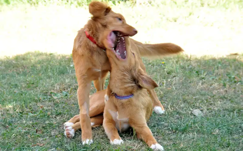 Two puppies playing and barking together on the grass during a moment of positive excitement