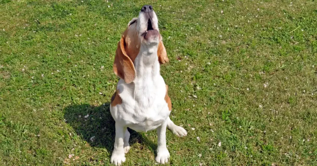 Beagle sitting on grass with head tilted skyward, illustrating why does my dog bark so much