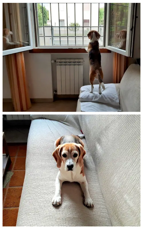 Before and after: dog barking out an open window versus lying calmly on the couch