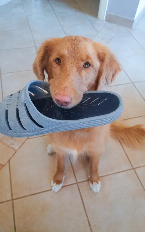 Toller holding a slipper in her mouth as a trained alternative to barking