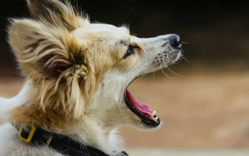 Close-up side profile of a small white dog yawning, a common sign of stress in dogs