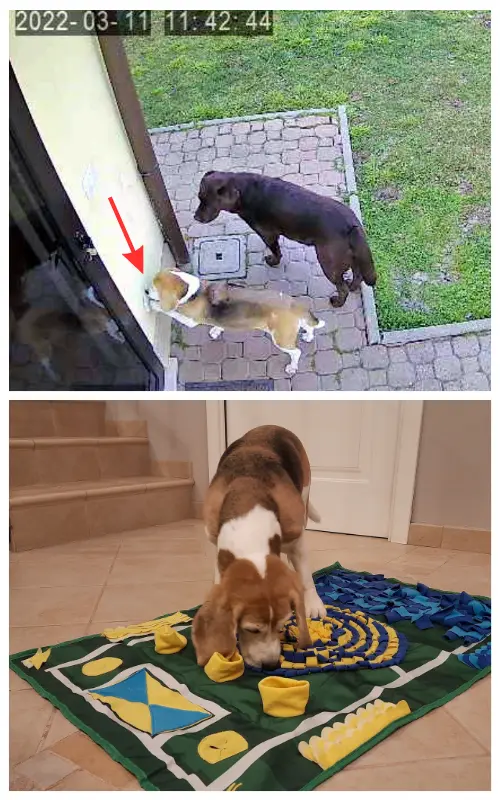 Senior dog ringing a trained door bell and sniffing a snuffle mat, showing how you can teach an old dog new tricks