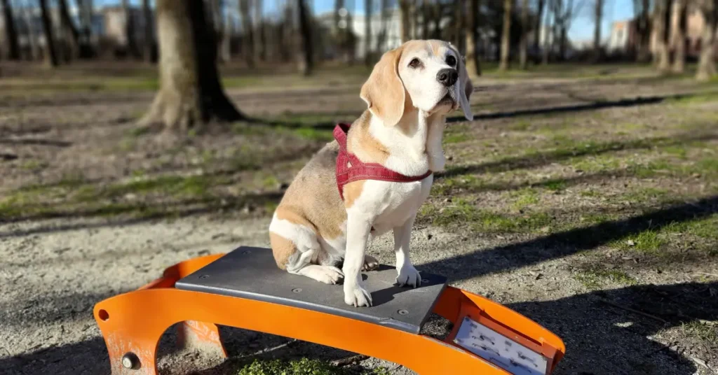 Senior Beagle sitting on an orange exercise platform in the park, illustrating that you can teach an old dog new tricks safely