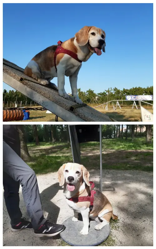 Senior dog seated on an agility A-frame and a balance disc, gentle exercises adapted for an older dog's needs