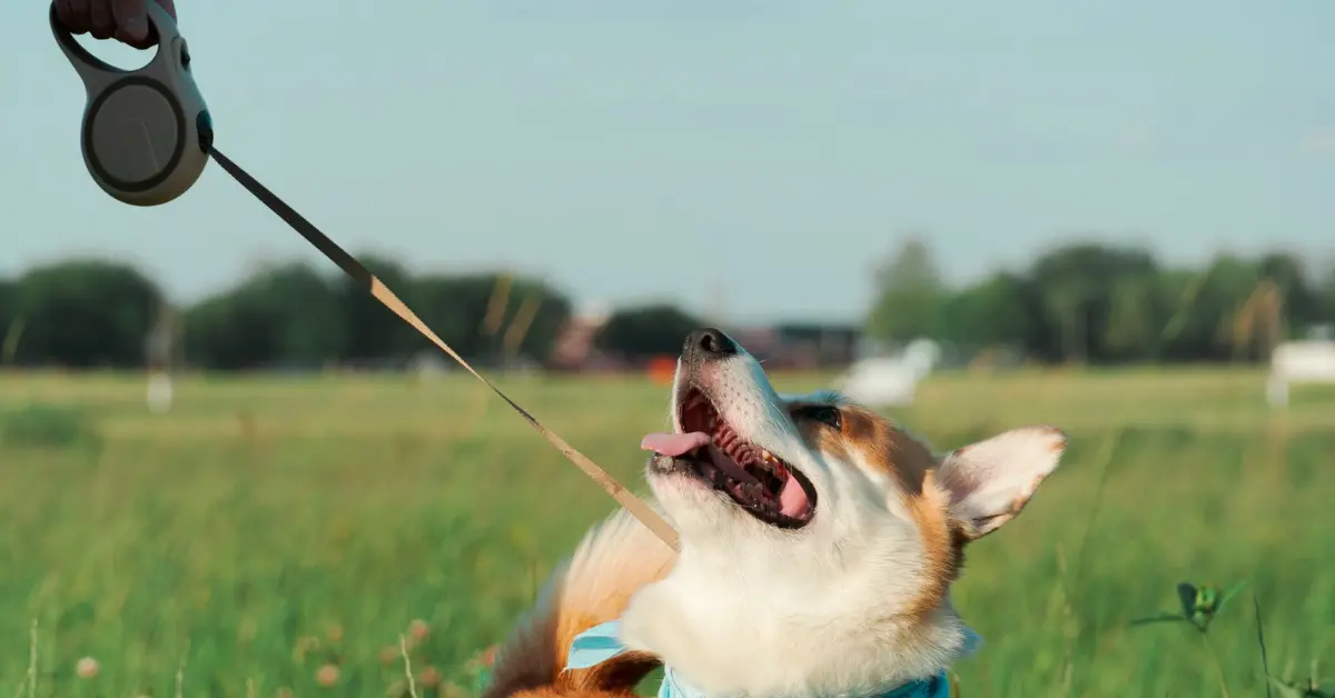 Corgi looking at its owner while held on a retractable leash, illustrating the question of whether retractable leashes are bad for dogs