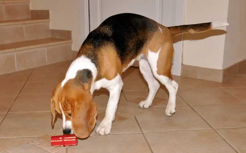 Dog standing in a living room about to chew a rubber toy filled with spreadable cheese