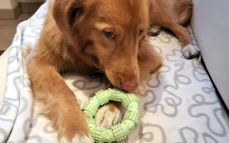 Close-up of a dog on a couch looking at the camera before chewing a small rubber toy