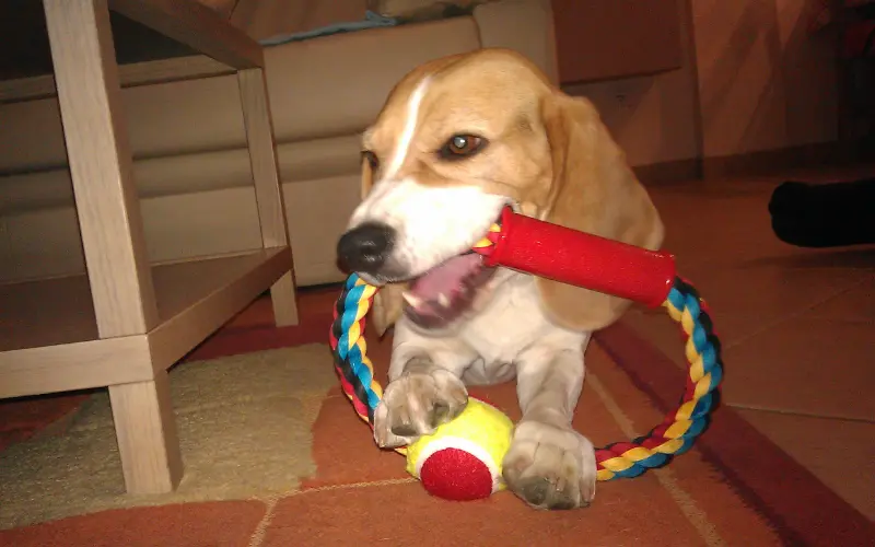 Dog on a living room rug about to chew a mixed-material toy under supervision
