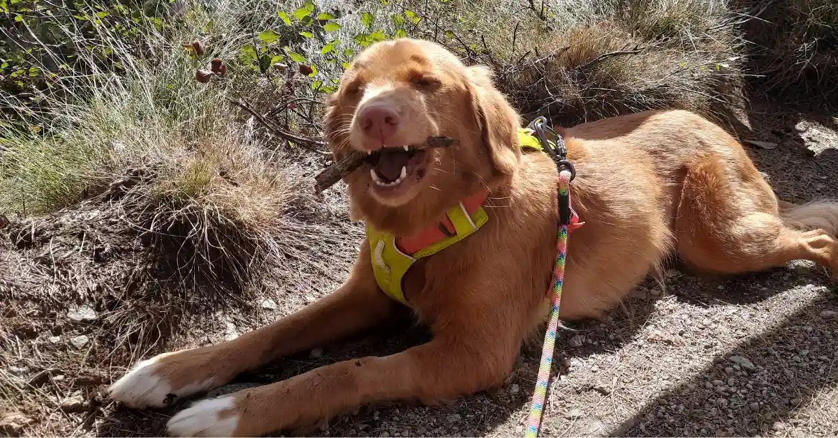 Relaxed dog lying on the ground with eyes closed, chewing bark, an example of the benefits of chewing for dogs