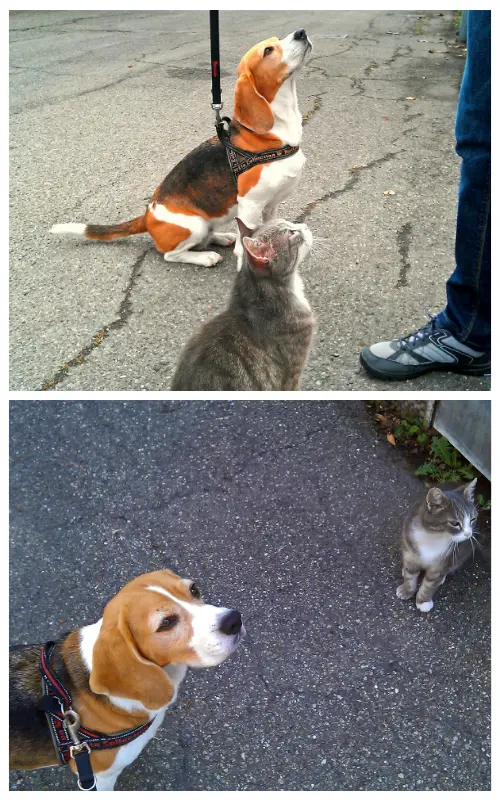 Beagle receiving calm handler attention while a gray cat approaches during a cat-familiarization exercise