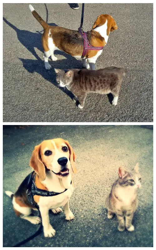 Beagle sitting calmly near a gray cat during a cat-familiarization exercise, showing real progress