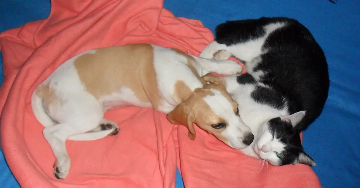 Beagle puppy and cat lying together, an example of dogs and cats living together peacefully