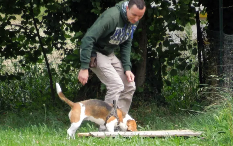Handler accompanying a Beagle during a scent search session in a fenced grassy area