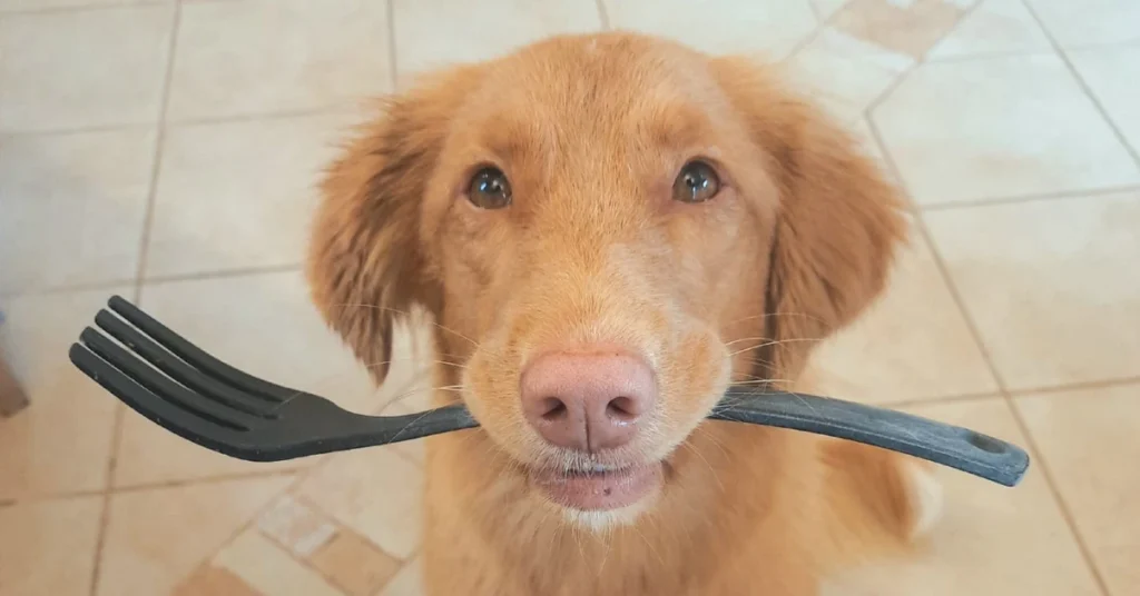 Retriever holding a plastic kitchen utensil in her mouth with a bright, satisfied expression, an example of how to give your dog a job