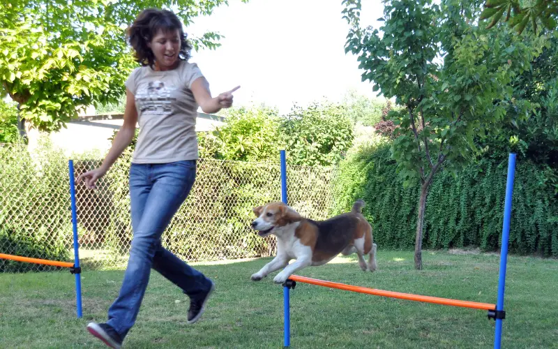 Handler accompanying a Beagle through a simple homemade obstacle course in a backyard