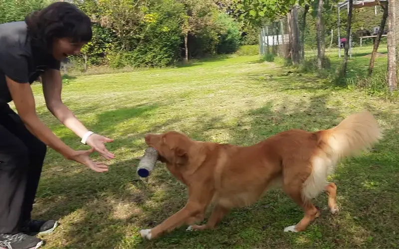 Retriever delivering a paint roller to her handler at the end of a retrieving exercise on grass