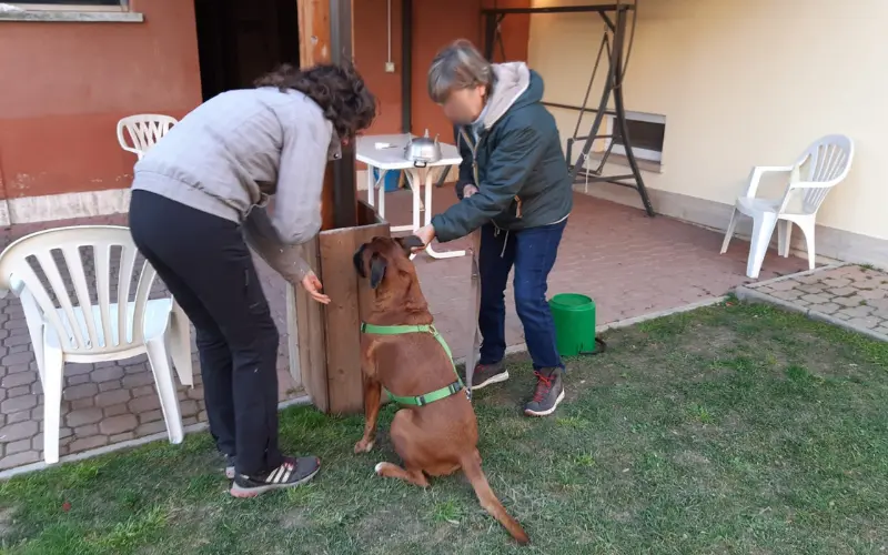 Boxer being rewarded during a scent search exercise as another example of the "give your dog a job" concept