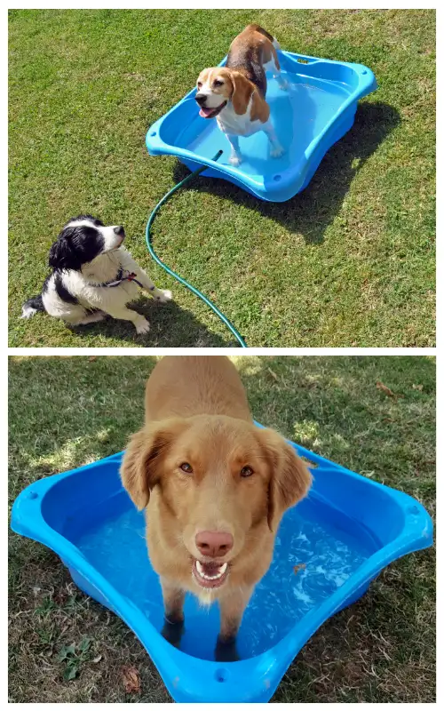 Dogs standing with their paws in water, showing one of the key ways to prevent heat stroke in dogs during hot weather