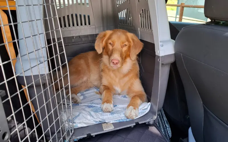 Dog inside a travel crate just before exiting a car on a hot summer day, a reminder never to leave a dog alone in a parked car