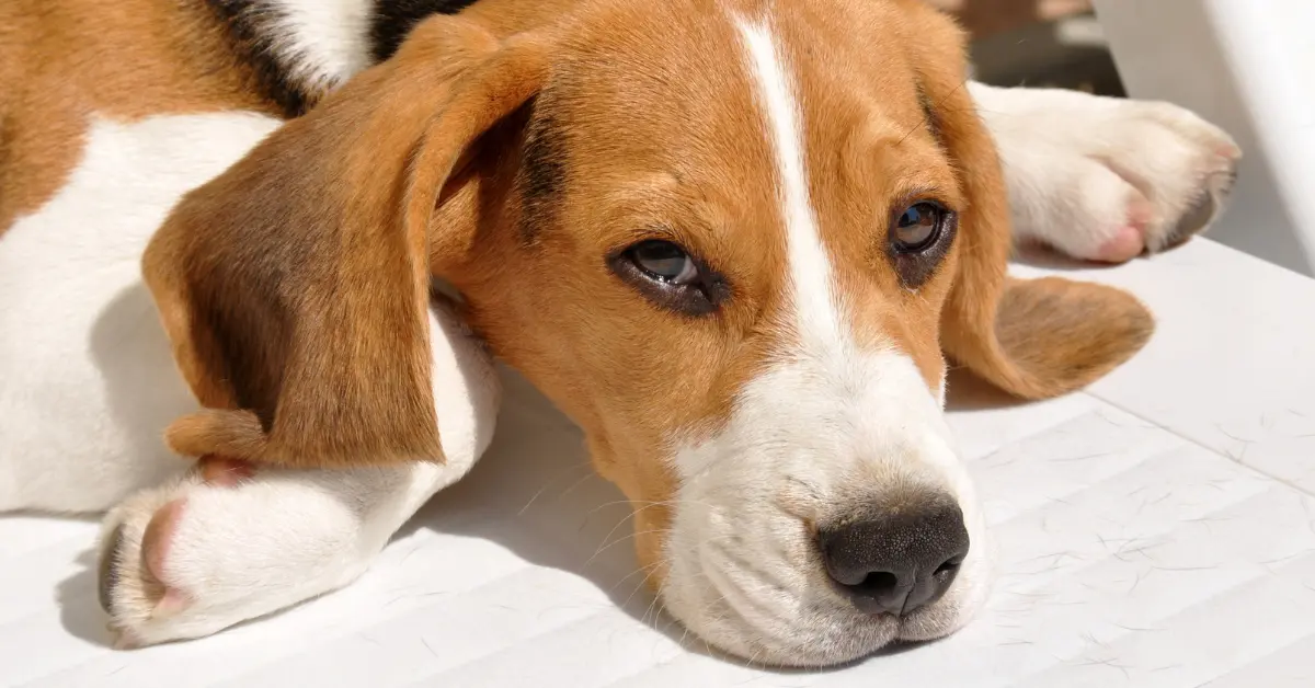 Close-up of a Beagle resting in the sun after a bath, illustrating why heat stroke in dogs requires careful attention to sun exposure