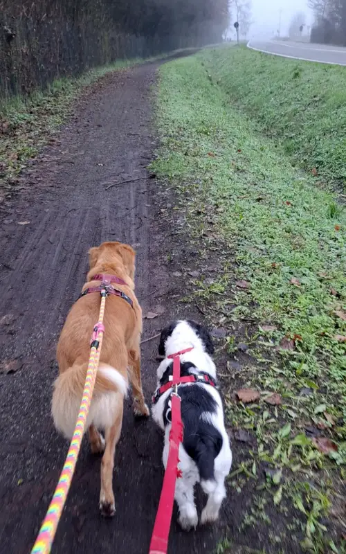Two dogs walking together on a muddy, foggy road in winter, showing the inconvenient walk times that come with dog ownership