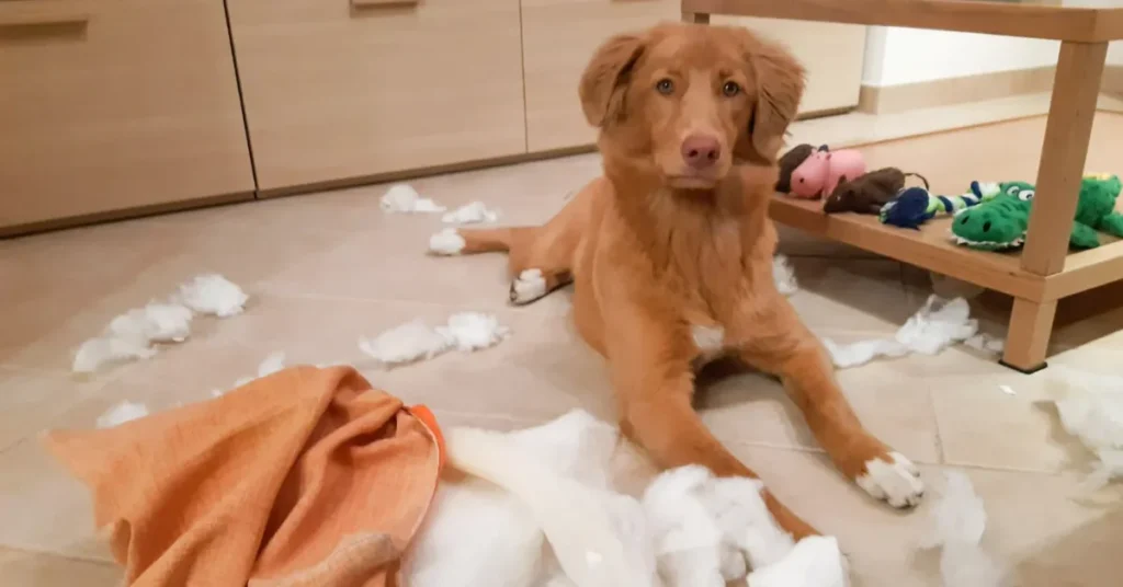 Young puppy lying calmly on a rug surrounded by a destroyed cushion and plush toys, illustrating the puppy phase families should expect before deciding how to convince your parents to get a dog