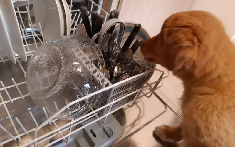 Young puppy trying to reach dishes in an open dishwasher rack, showing how a dog becomes part of daily family life