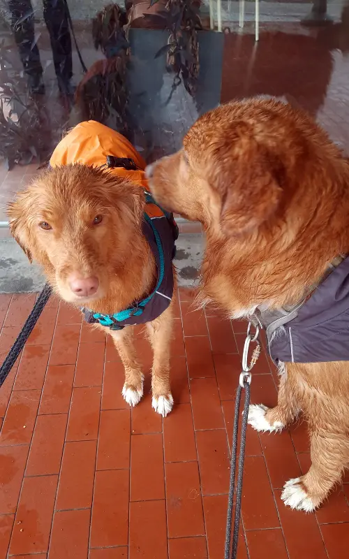 Two dogs in raincoats sheltering from sudden rain, showing that walks are still necessary in unpredictable weather