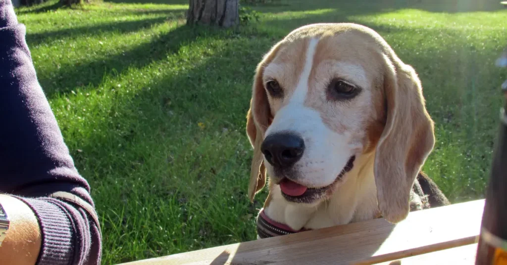 Beagle peeking out from under a wooden table with an alert look toward food, an example of how to stop a dog from begging for food