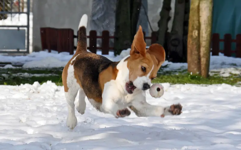 Beagle running through snow holding a white rubber ball near her mouth, an example of normal high energy in a dog