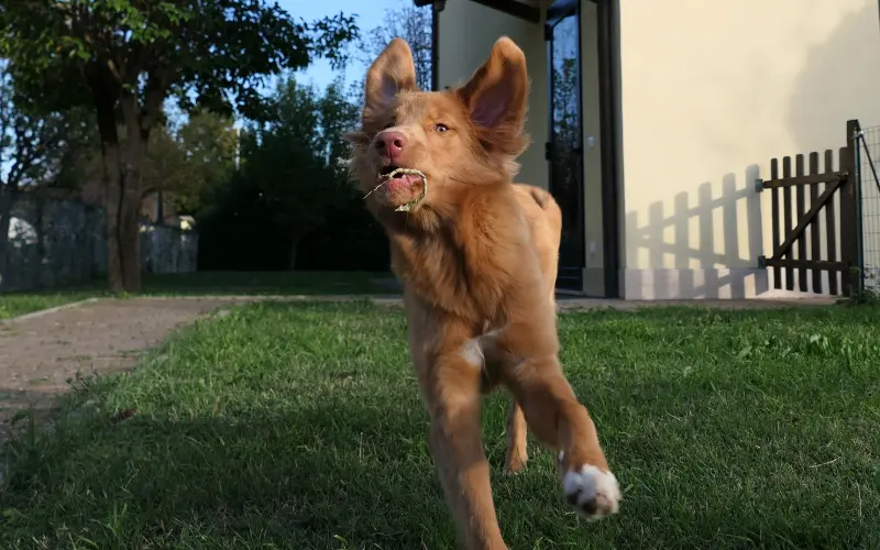 Retriever running toward the camera in a garden, holding a small leaf in her mouth, showing healthy normal energy