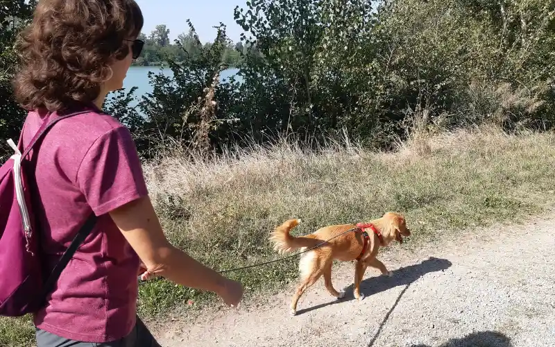 Puppy walking calmly on a leash along a dirt path once vaccine protection is more solid