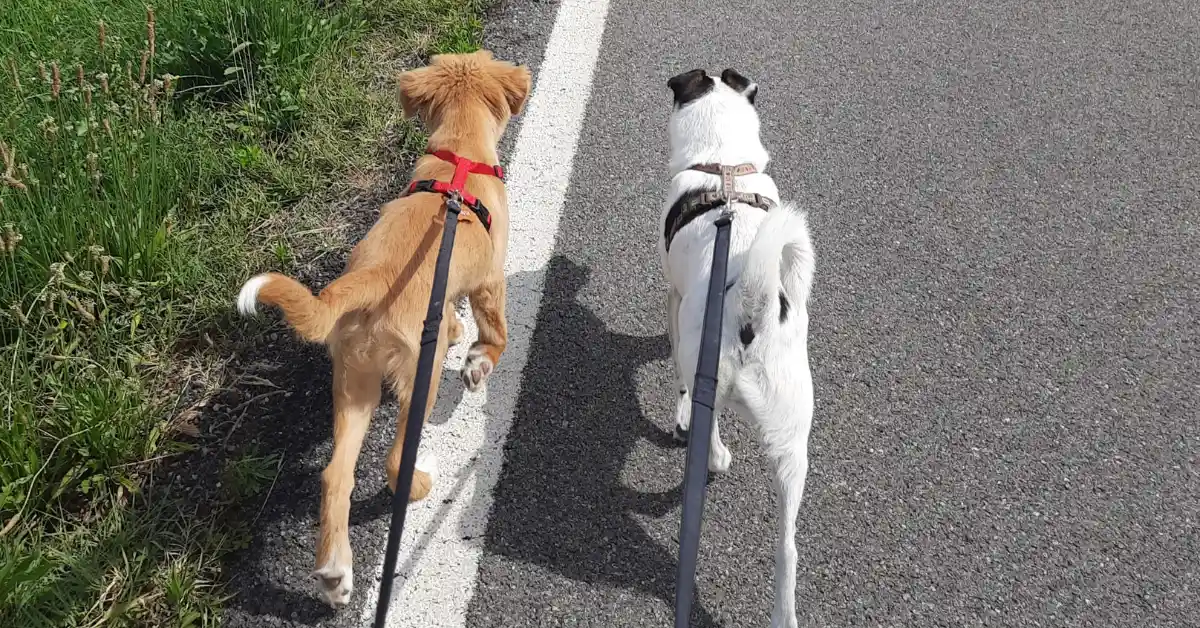 Two young puppies walking together on a clean, controlled path, illustrating when can puppies go outside safely