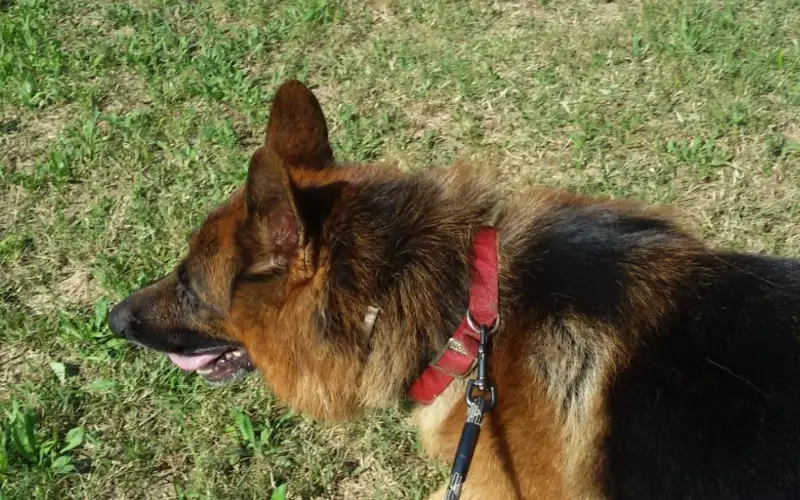 German Shepherd's head photographed during a leash walk on green grass, illustrating structured exercise