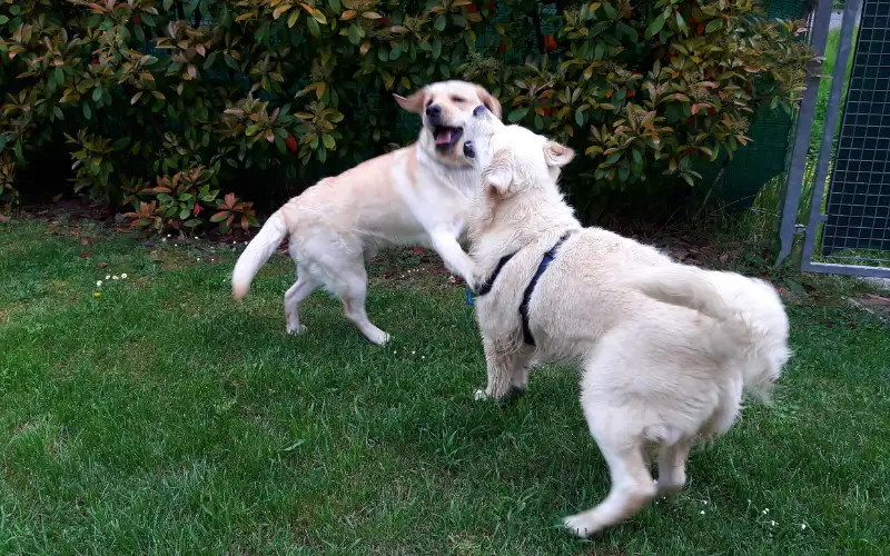 Two dogs playing physically together on green grass in a safe, enclosed garden setting