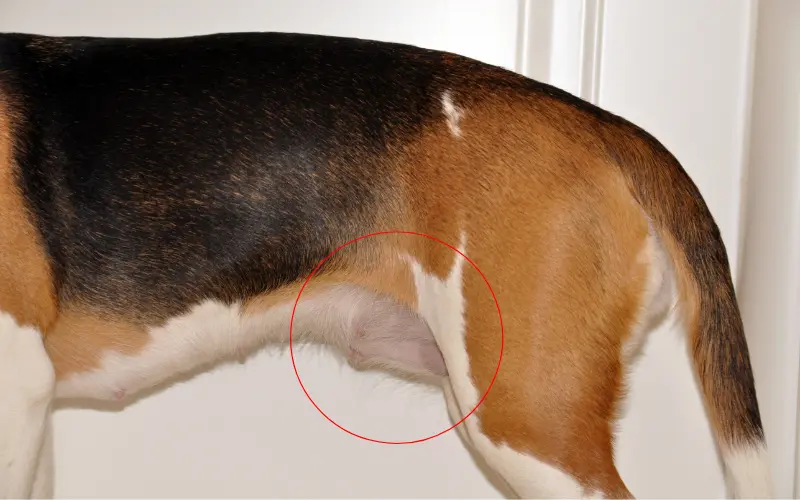 Circled rear mammary glands on a Beagle beginning to swell, an early physical sign of false pregnancy in dogs